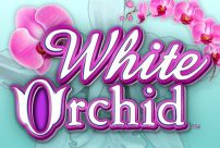 White Orchid Slot