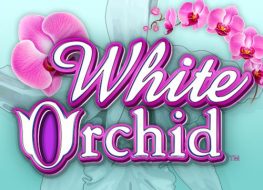 White Orchid Slot